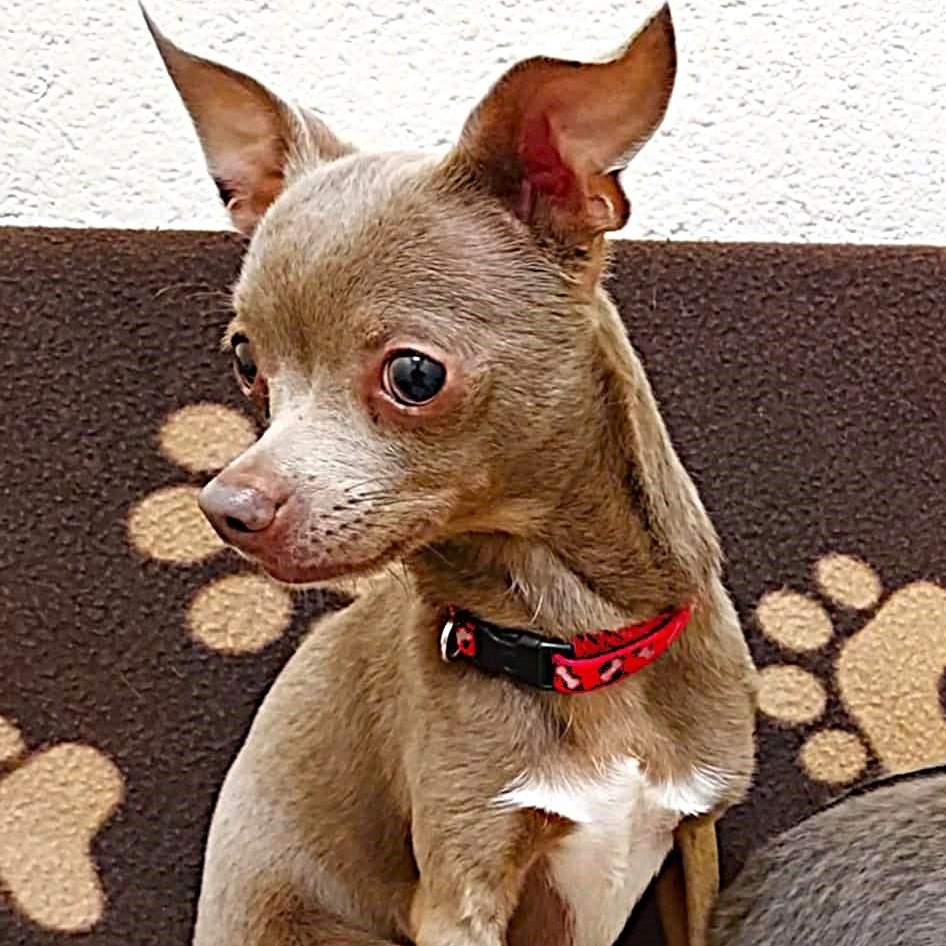 Enlarge Moose, a Adoptable Chihuahua in Falls Creek, PA image 2/5