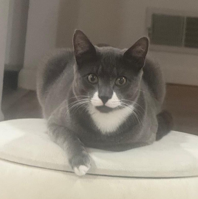 Enlarge Sam , an adopted Domestic Short Hair in Clifton, NJ image 2/5