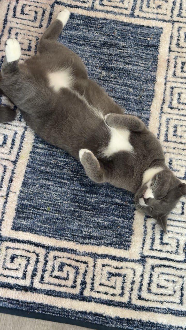 Enlarge Sam , an adopted Domestic Short Hair in Clifton, NJ image 3/5