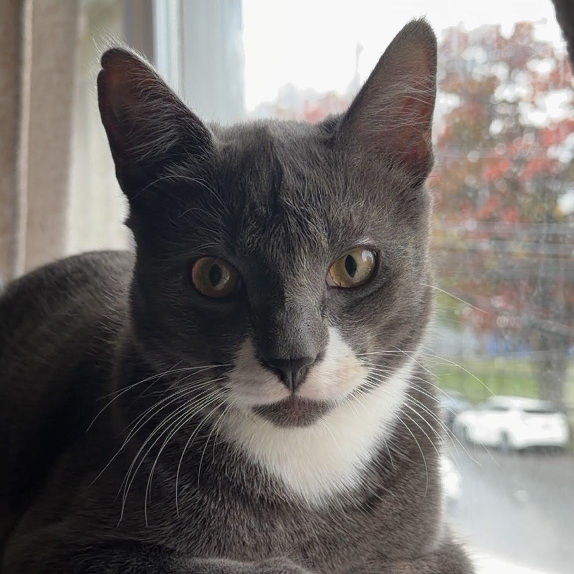 Sam , adopted, Young Male Domestic Short Hair.