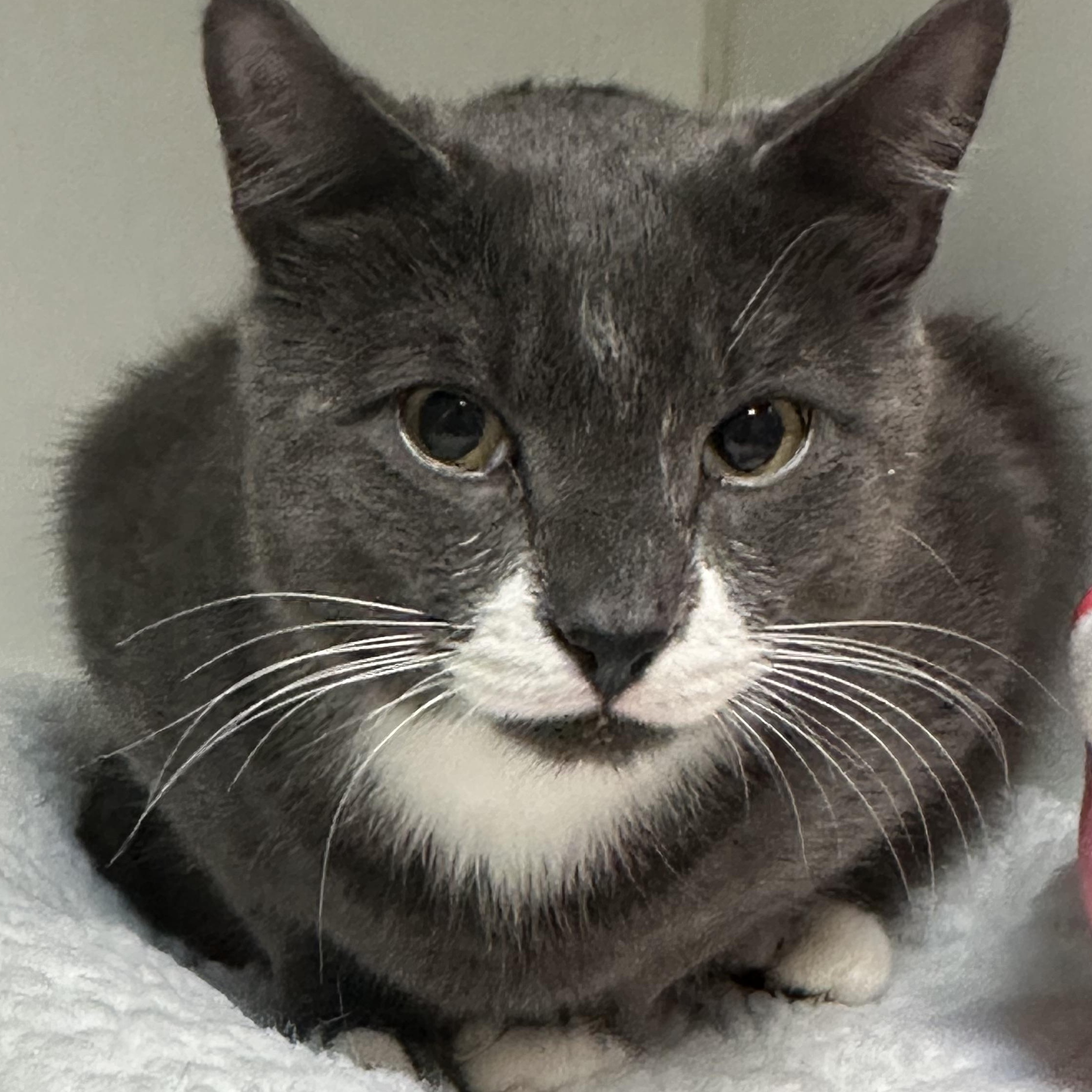 Enlarge Sam , an adopted Domestic Short Hair in Clifton, NJ image 4/5