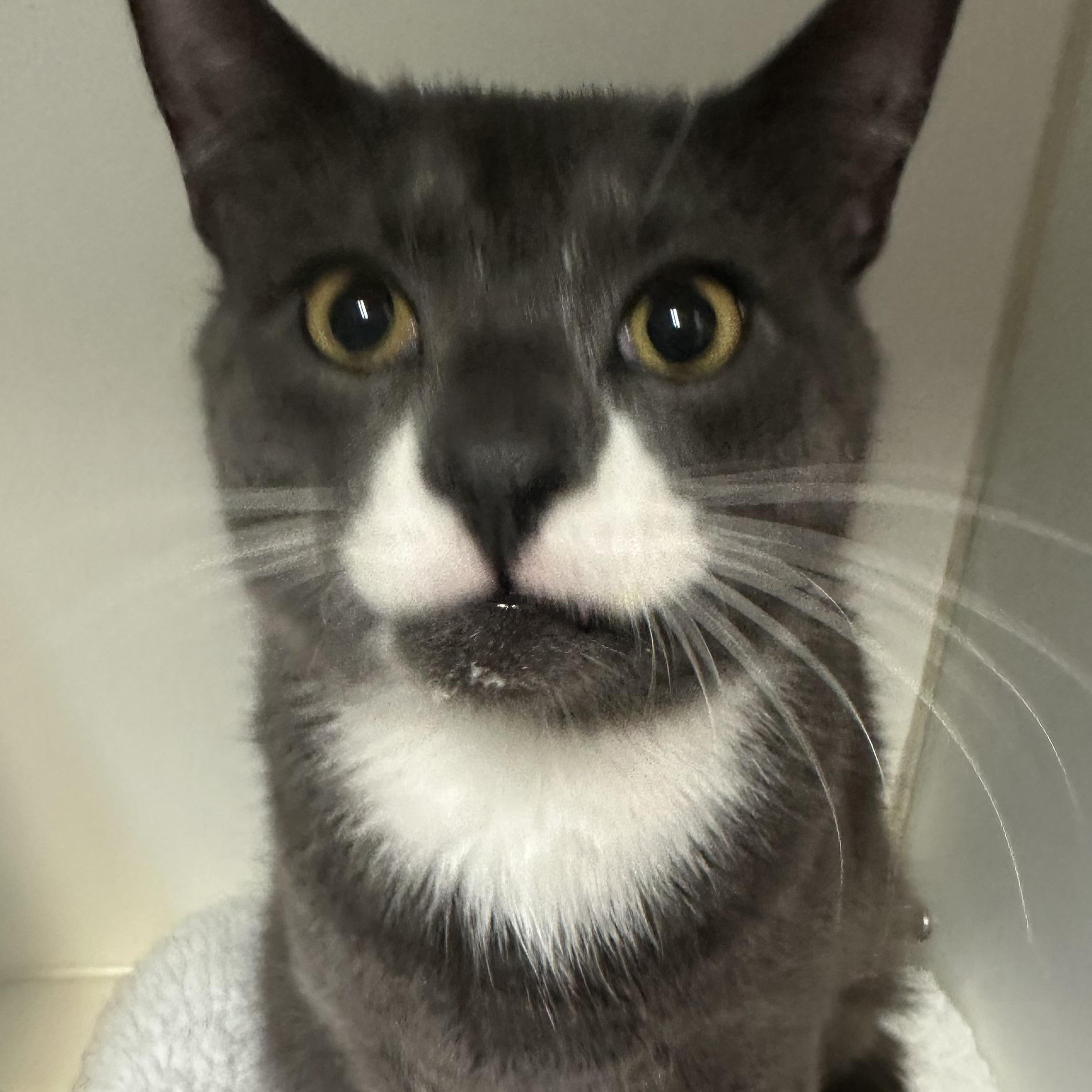 Enlarge Sam , an adopted Domestic Short Hair in Clifton, NJ image 5/5