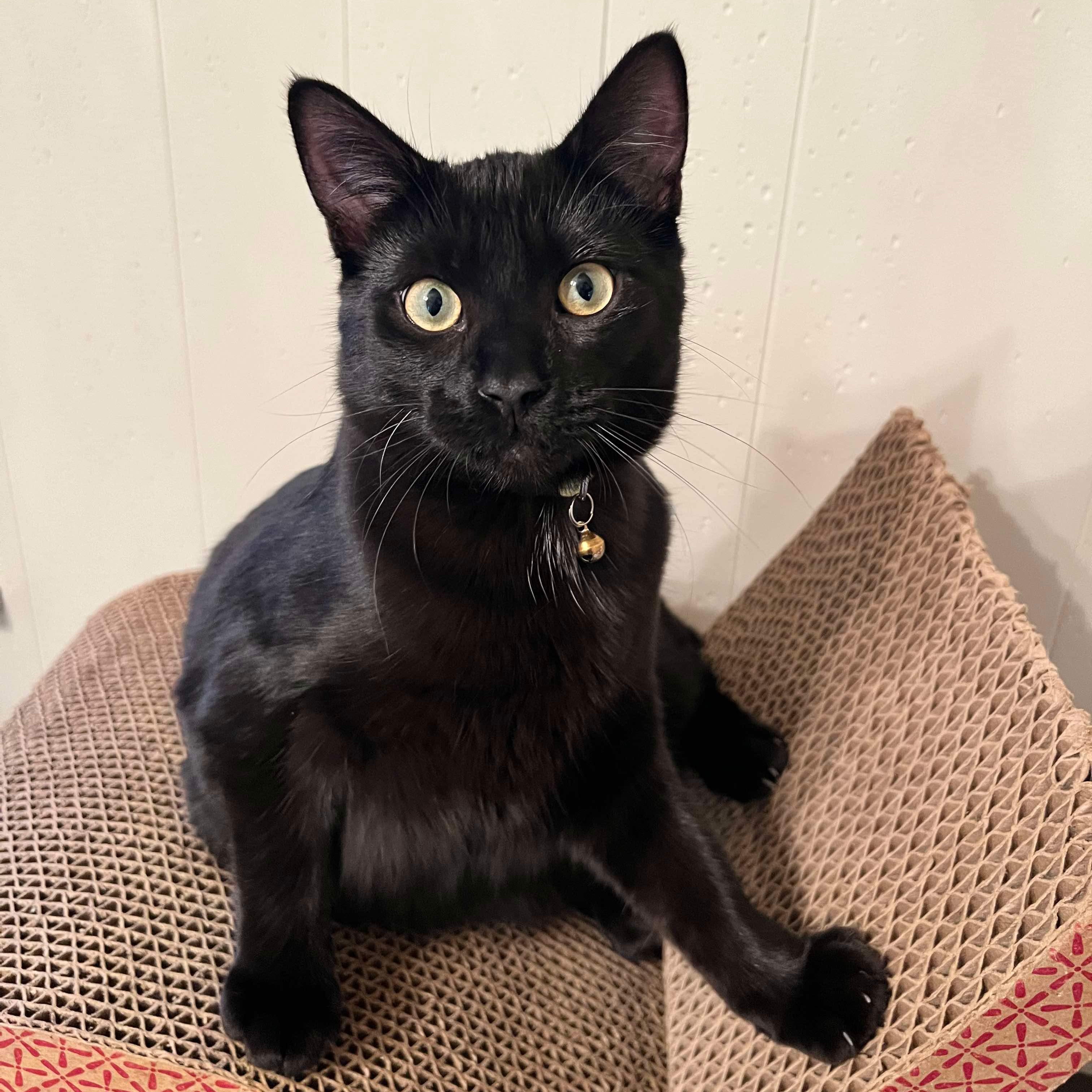 Cat for adoption Starry, a Domestic Short Hair in Stoughton, WI