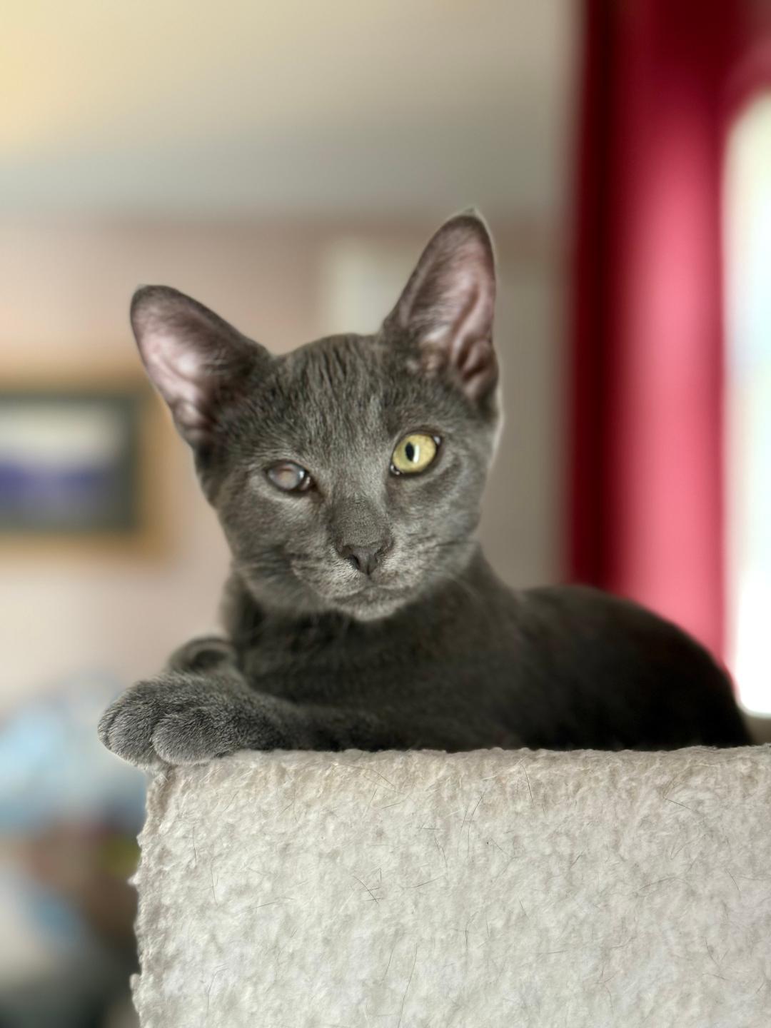 Enlarge Monaco, an adoptable Domestic Short Hair in Wayne, NJ image 1/4