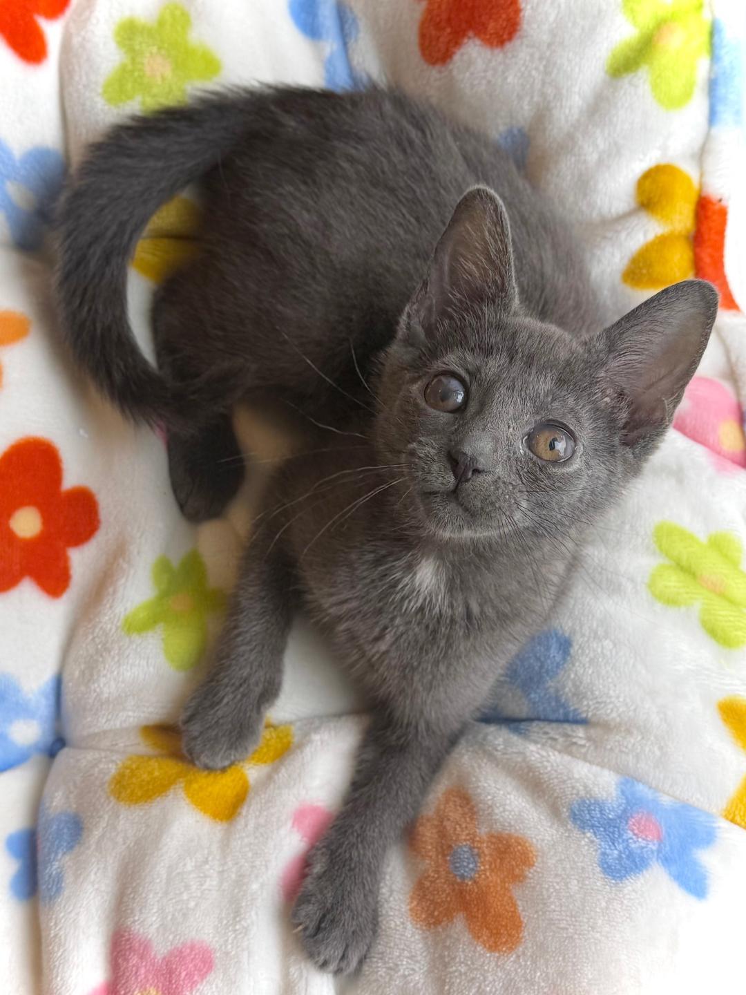 Enlarge Monaco, an adoptable Domestic Short Hair in Wayne, NJ image 3/4