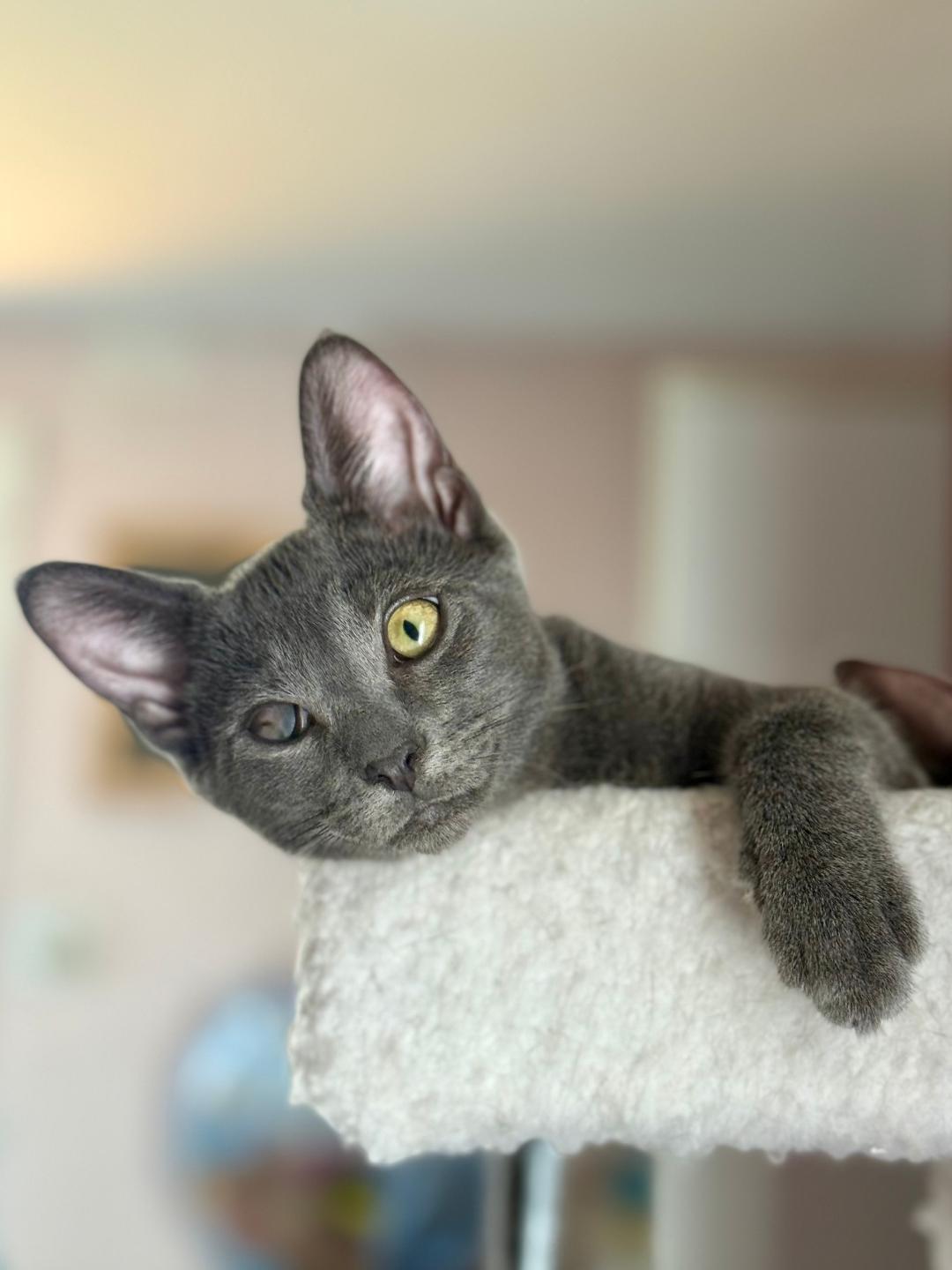 Enlarge Monaco, an adoptable Domestic Short Hair in Wayne, NJ image 2/4