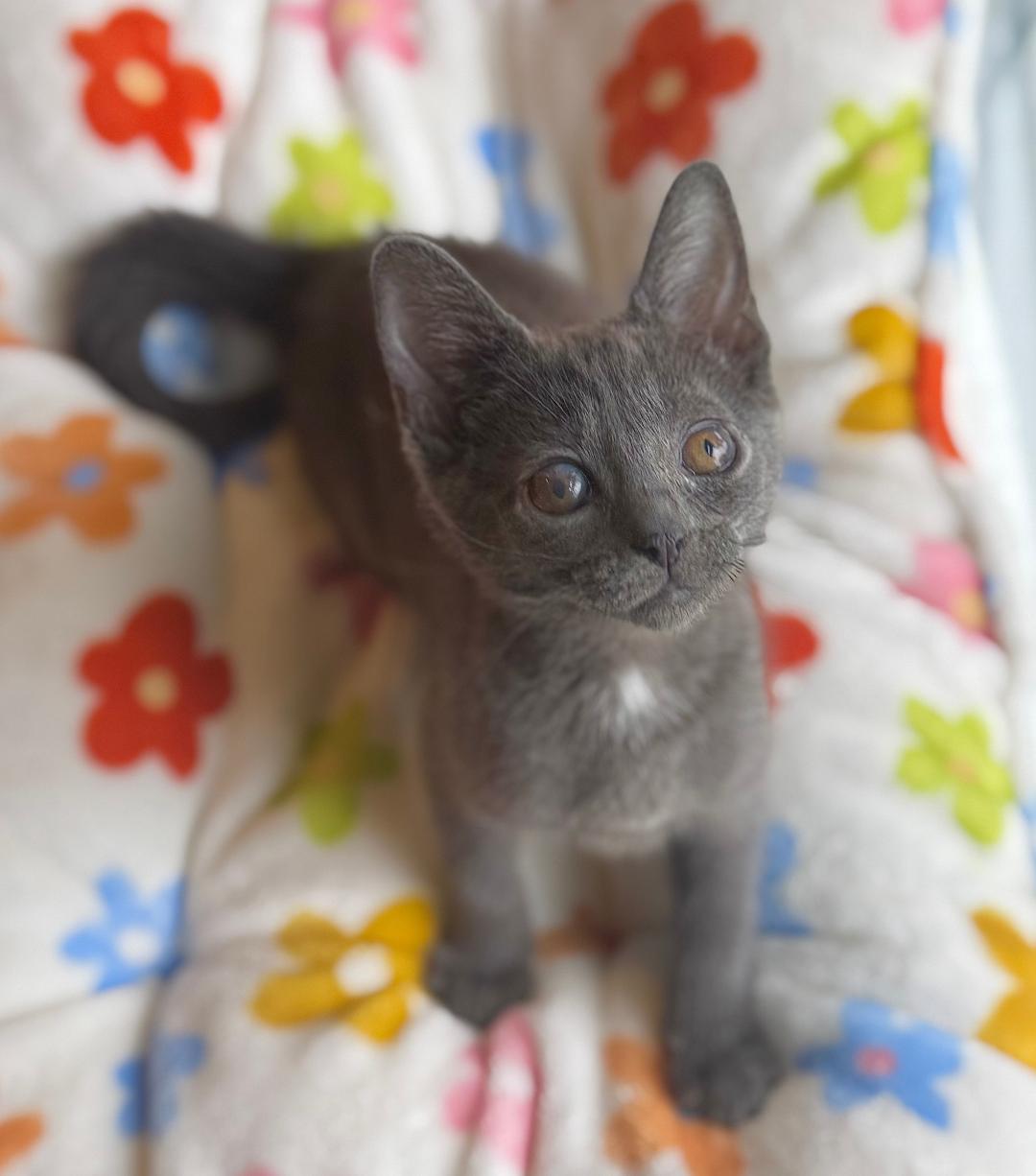 Enlarge Monaco, an adoptable Domestic Short Hair in Wayne, NJ image 4/4