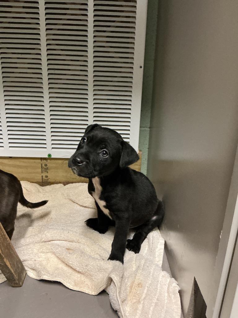 Emmet, Adoptable, Puppy Male Mixed Breed.