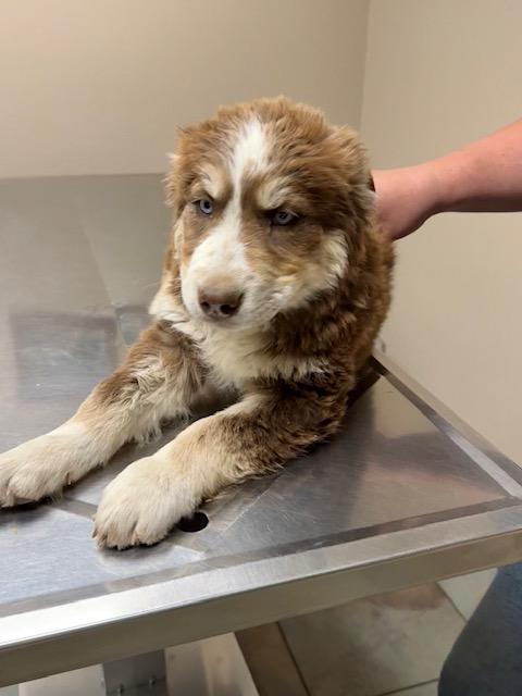 Hazel, Adopted, Puppy Female Australian Shepherd & Mixed Breed.
