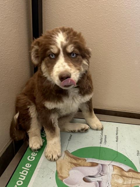 Enlarge Hazel, a Adopted mixed breed in Riverton, WY image 2/4