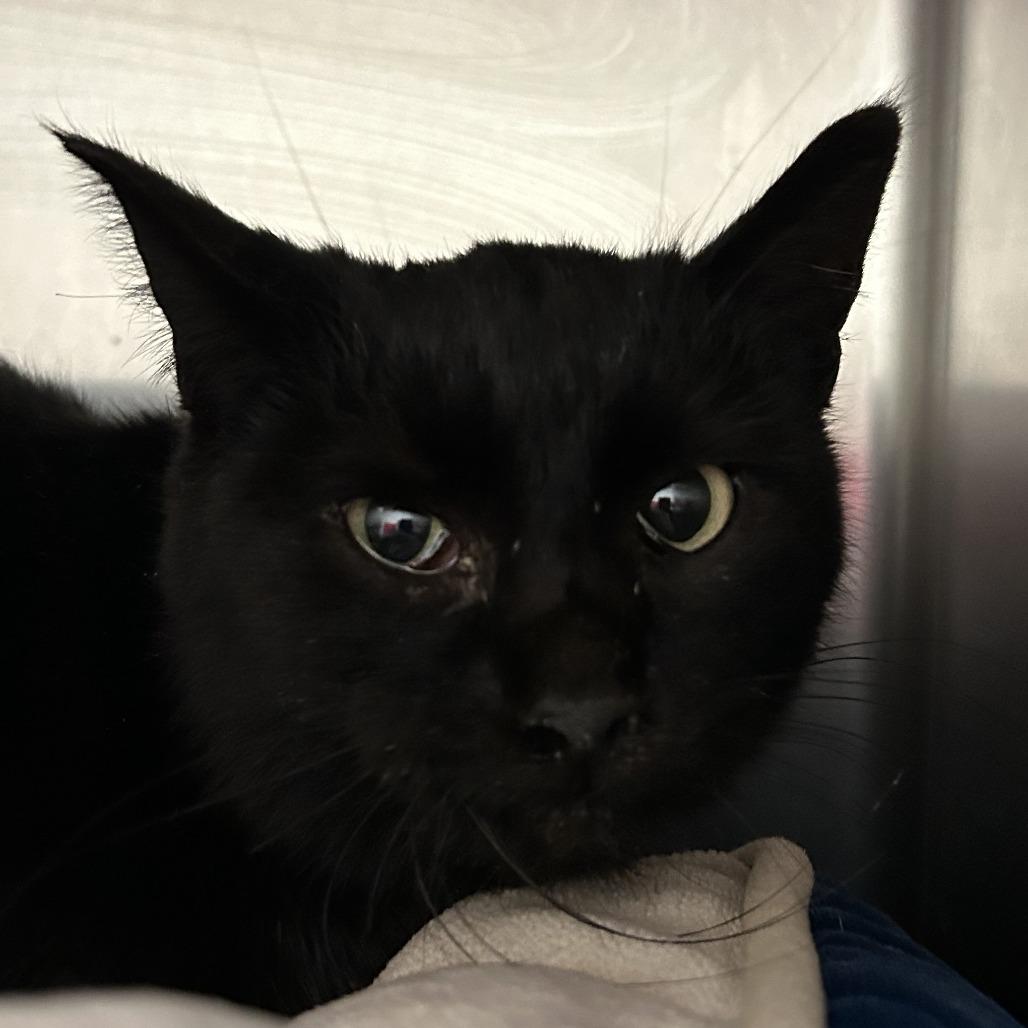 WORKING CAT Maxine, a Adoptable Domestic Short Hair in Saint Cloud, MN image 1/3