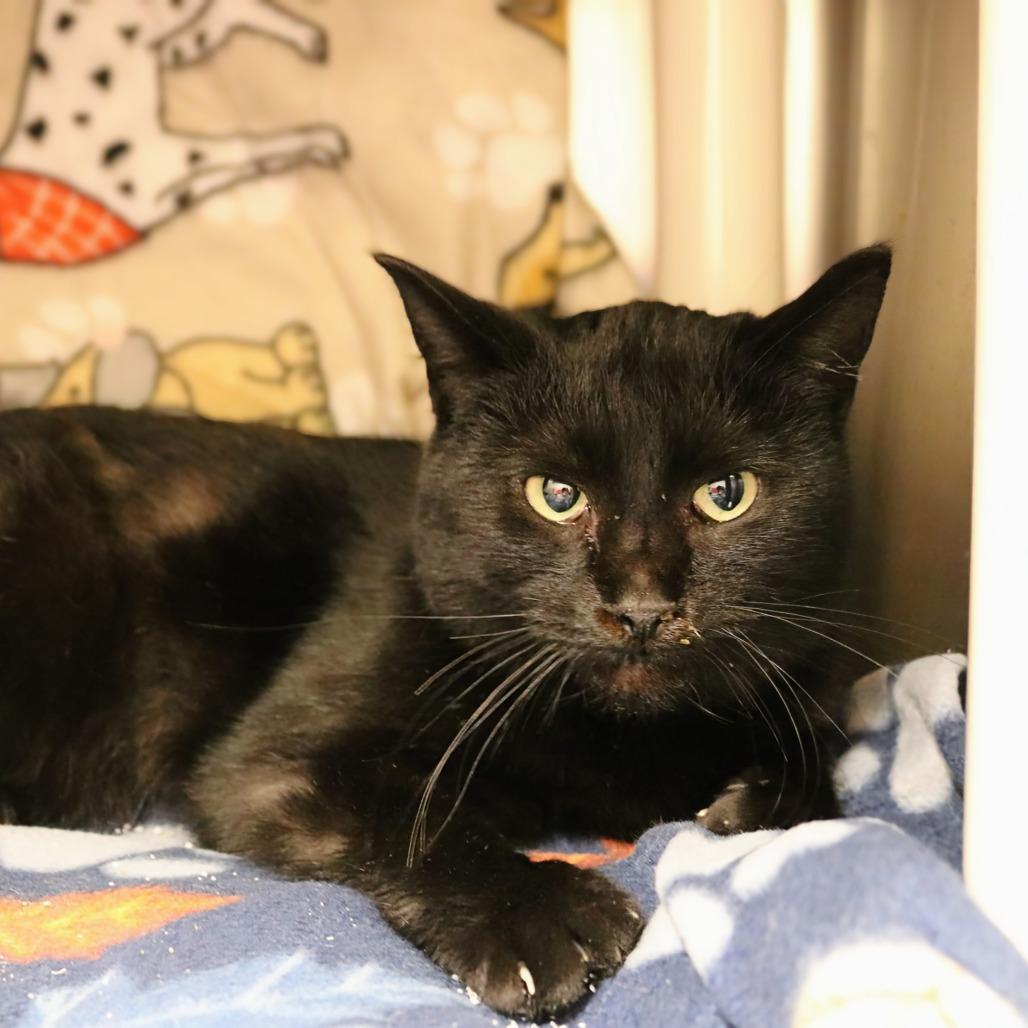 WORKING CAT Maxine, a Adoptable Domestic Short Hair in Saint Cloud, MN image 2/3