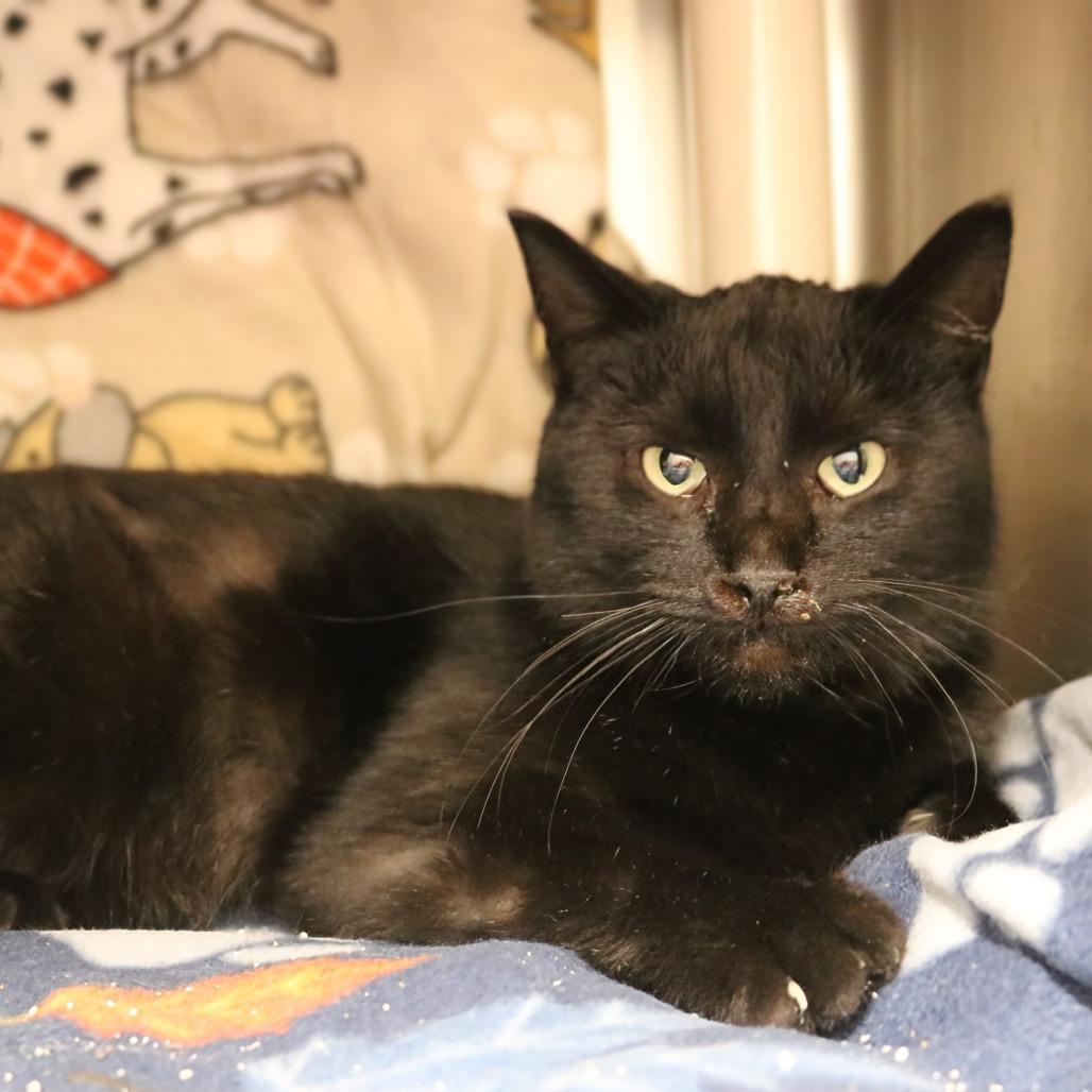 WORKING CAT Maxine, a Adoptable Domestic Short Hair in Saint Cloud, MN image 3/3