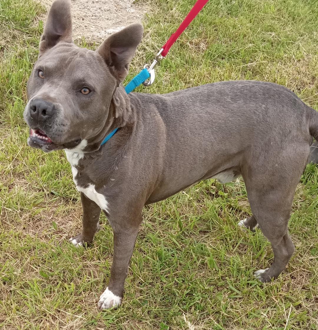 Ronin, Adopted, Adult Male Pit Bull Terrier & Great Dane.