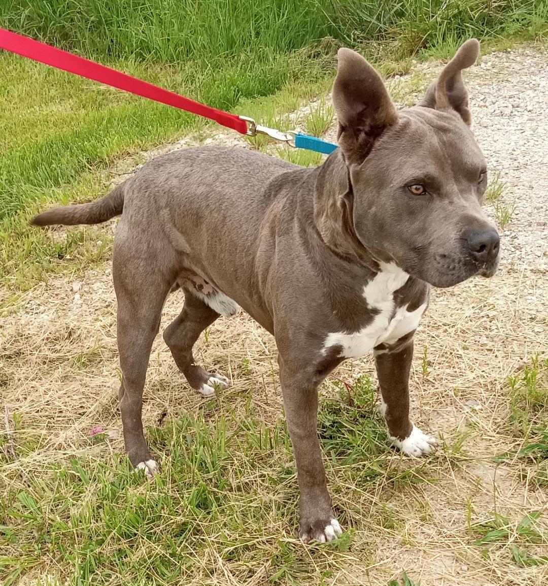 Enlarge Ronin, a Adopted mixed breed in Cabool, MO image 2/2