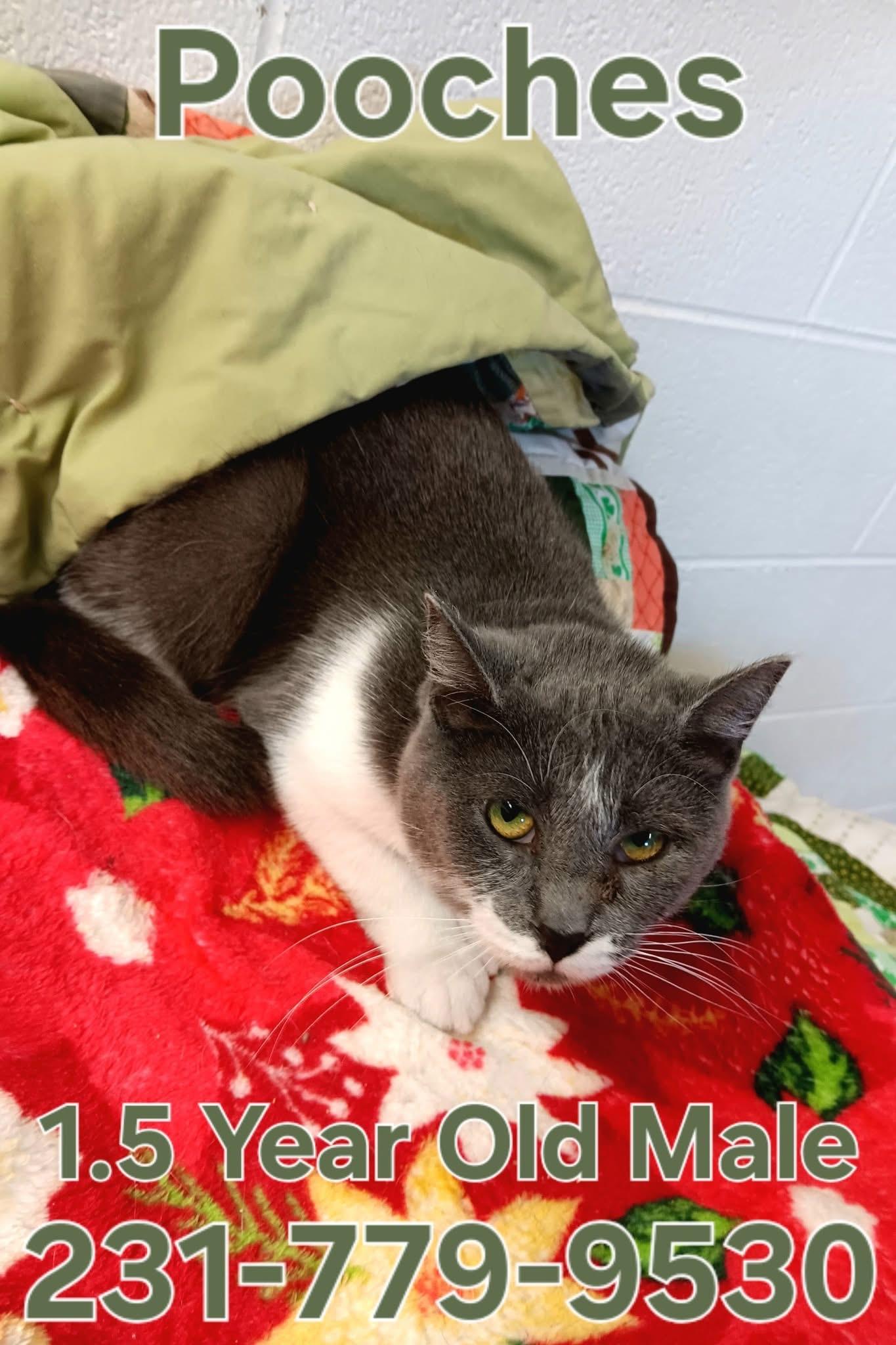 Enlarge POOCHES, an adopted Domestic Short Hair in Cadillac, MI image 1/1