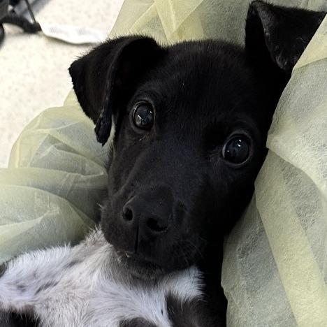 Enlarge Buggy, a Adoptable Mixed Breed in Auburn, AL image 1/6