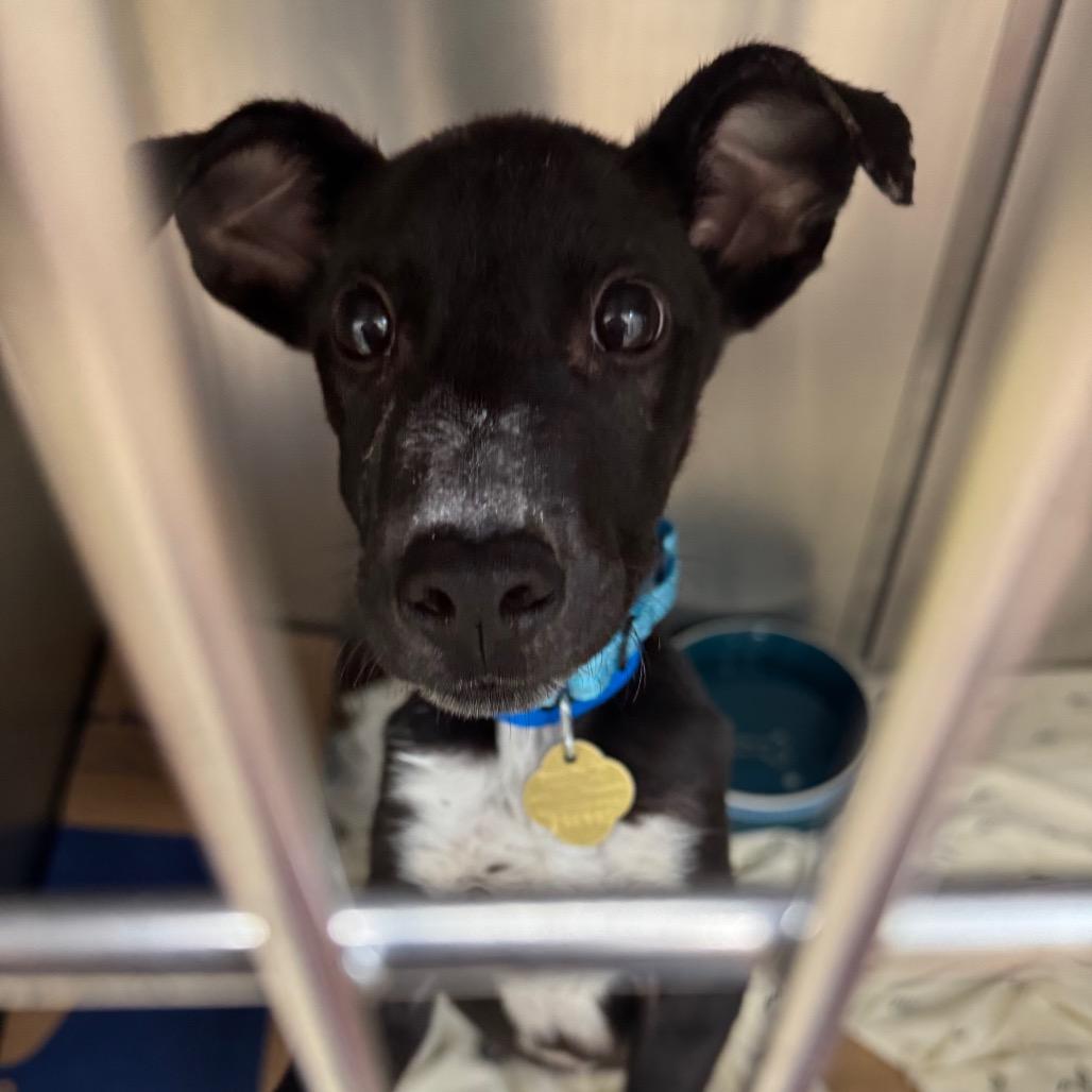 Enlarge Buggy, a Adoptable Mixed Breed in Auburn, AL image 2/6