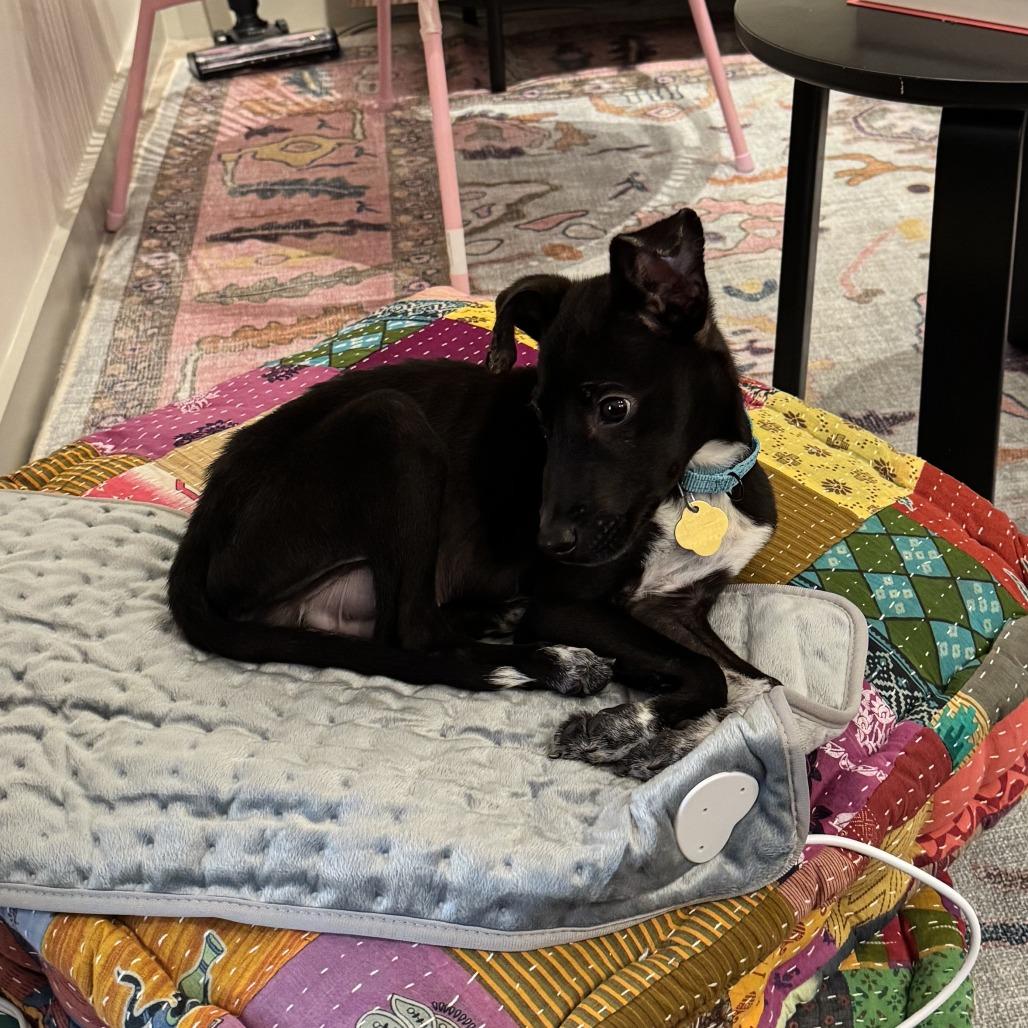 Enlarge Buggy, a Adoptable Mixed Breed in Auburn, AL image 3/6