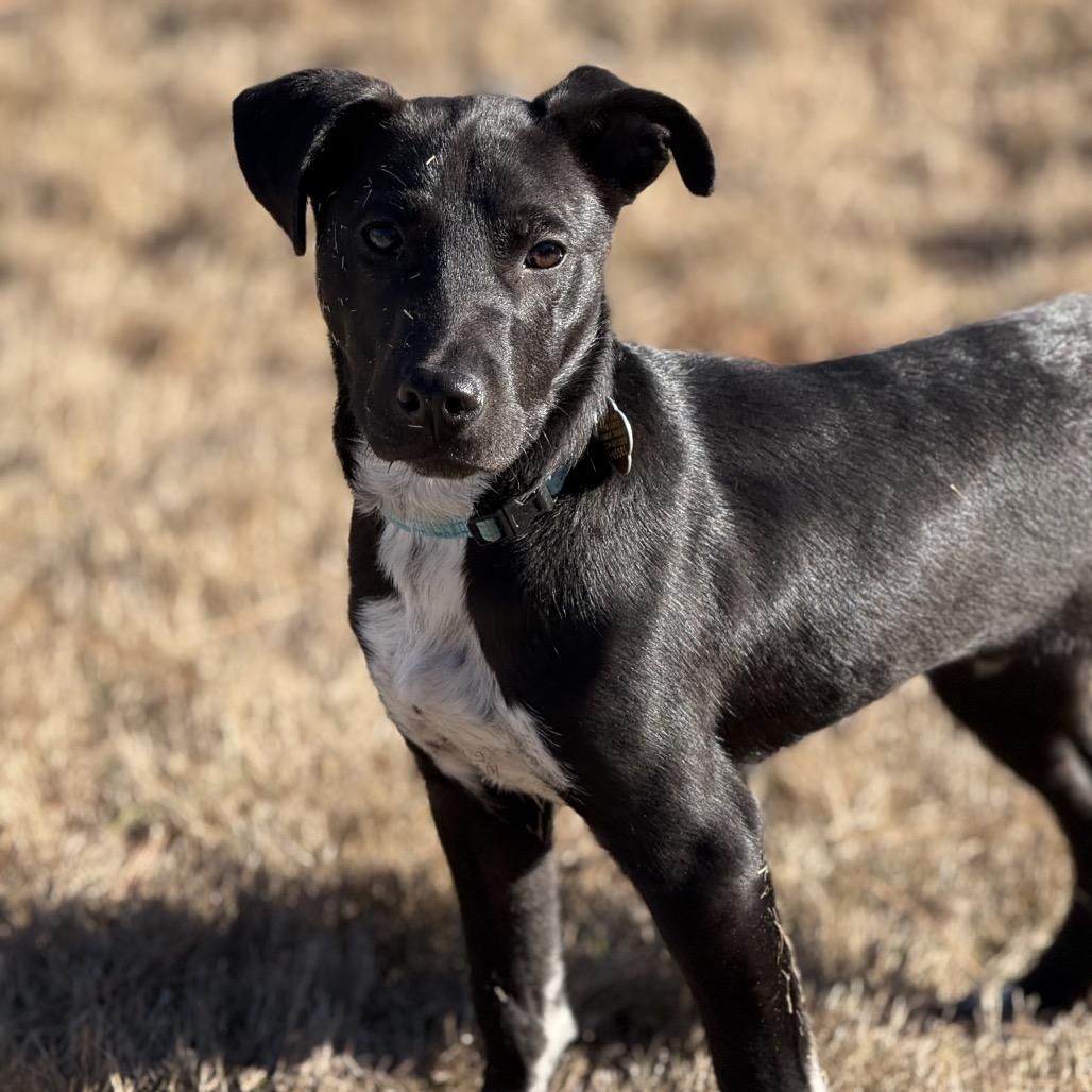 Enlarge Buggy, a Adoptable Mixed Breed in Auburn, AL image 4/6