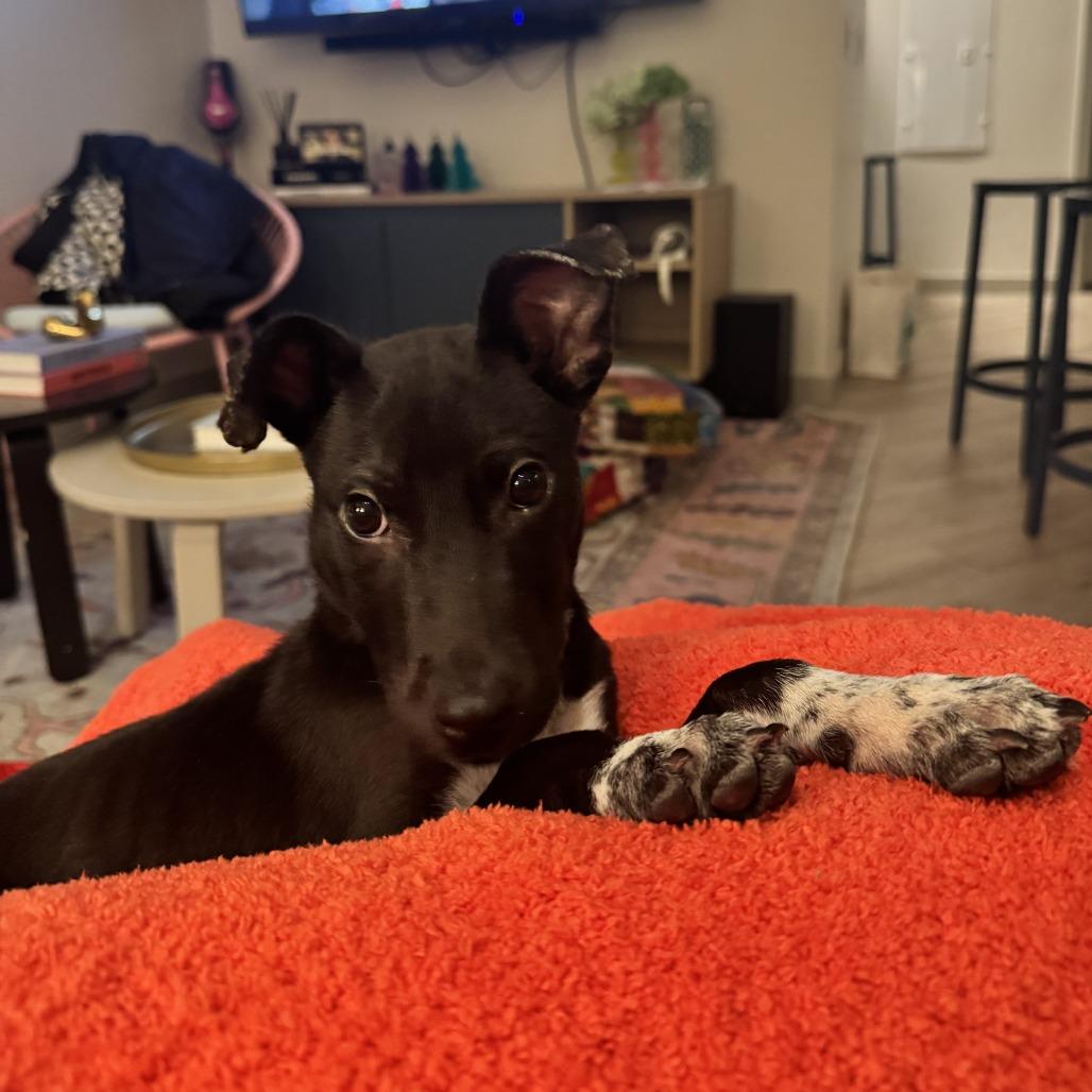 Enlarge Buggy, a Adoptable Mixed Breed in Auburn, AL image 5/6