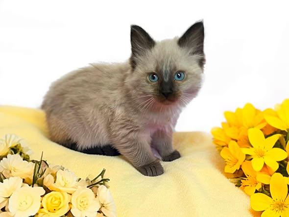 LEMON, an adopted Domestic Medium Hair in Graham, WA image 1/2