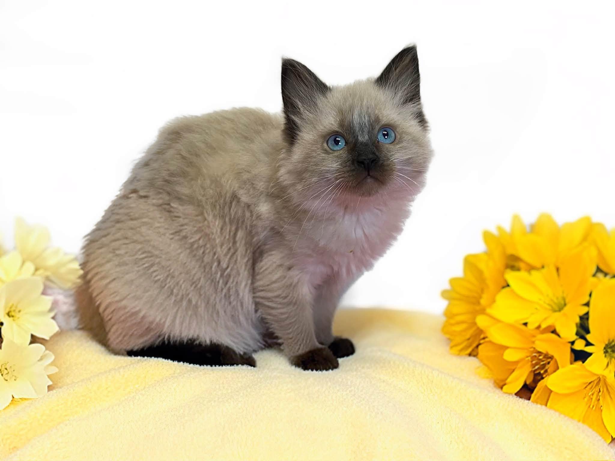 LEMON, an adopted Domestic Medium Hair in Graham, WA image 2/2