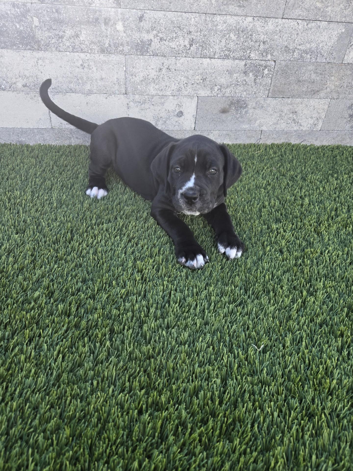 Enlarge Banter, an adoptable mixed breed in Orlando, FL image 4/6