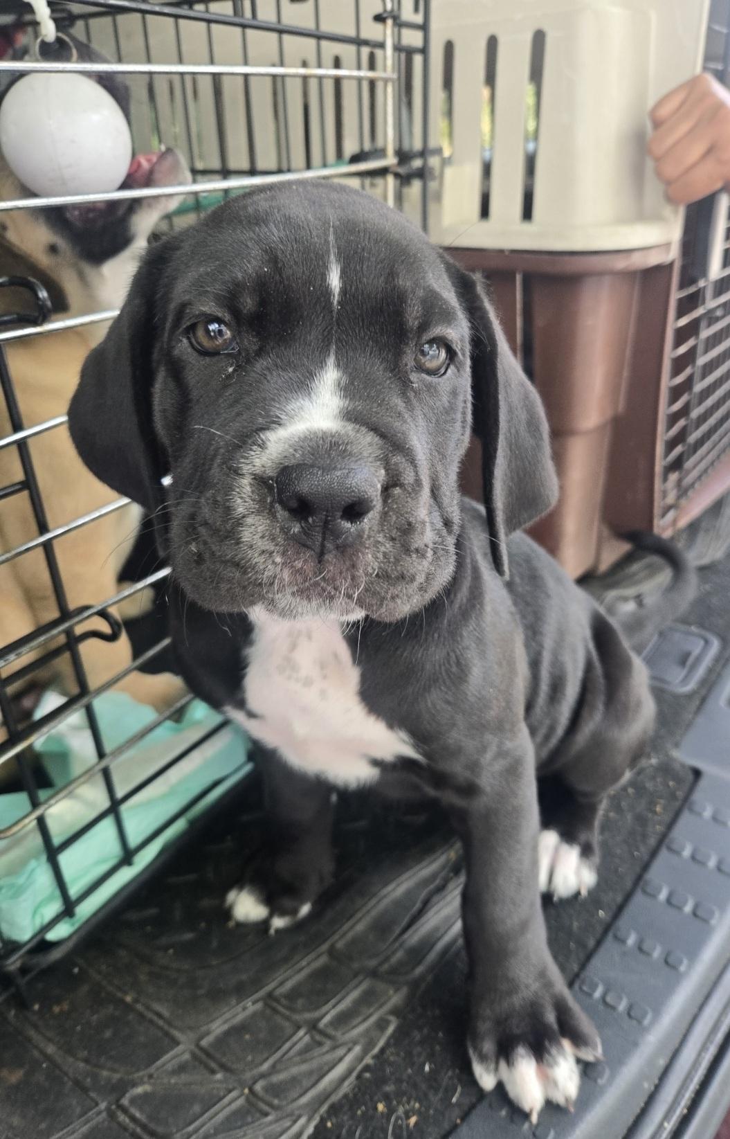 Enlarge Banter, an adoptable mixed breed in Orlando, FL image 3/6