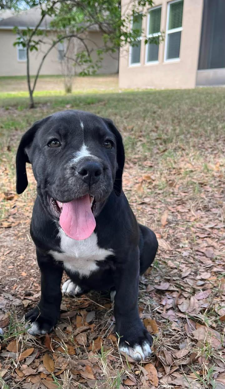 Enlarge Banter, an adopted mixed breed in Orlando, FL image 1/6