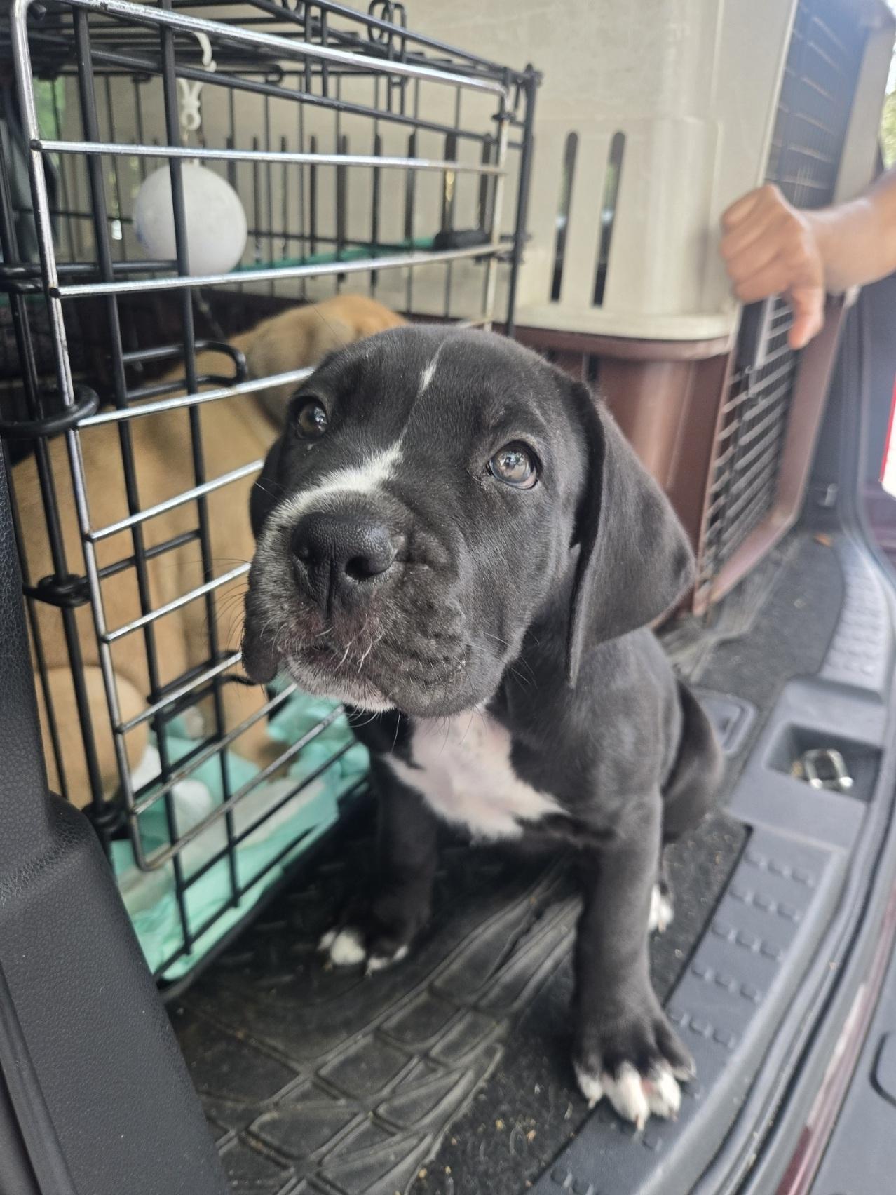 Enlarge Banter, an adoptable mixed breed in Orlando, FL image 5/6