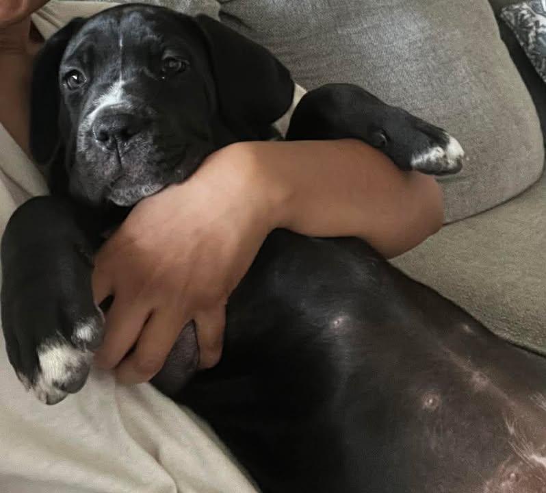 Enlarge Banter, an adopted mixed breed in Orlando, FL image 2/6