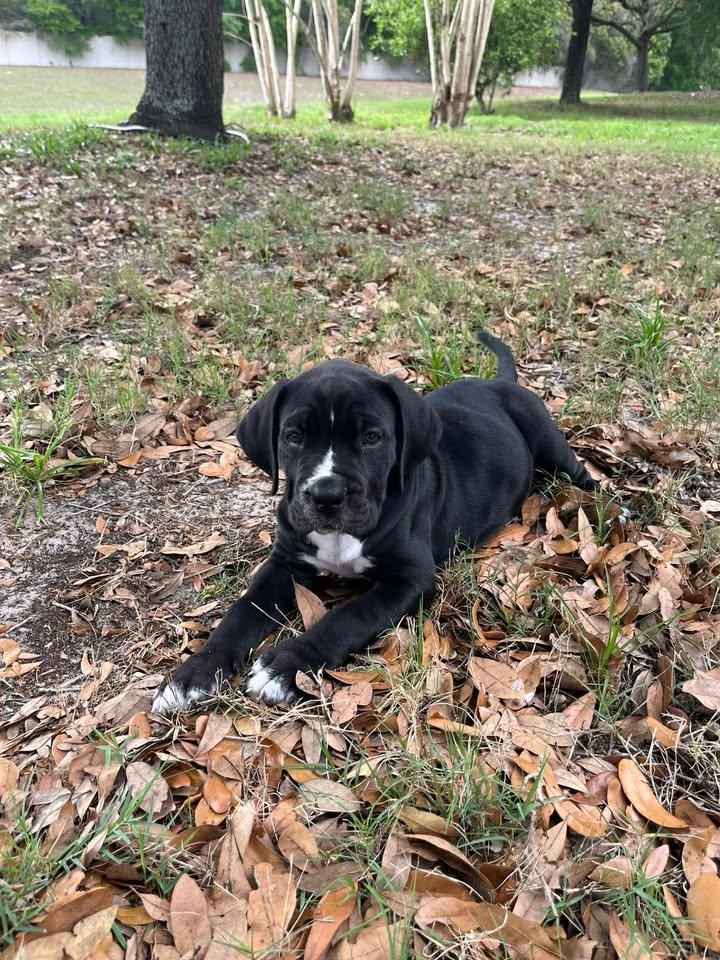 Enlarge Banter, an adoptable mixed breed in Orlando, FL image 2/6