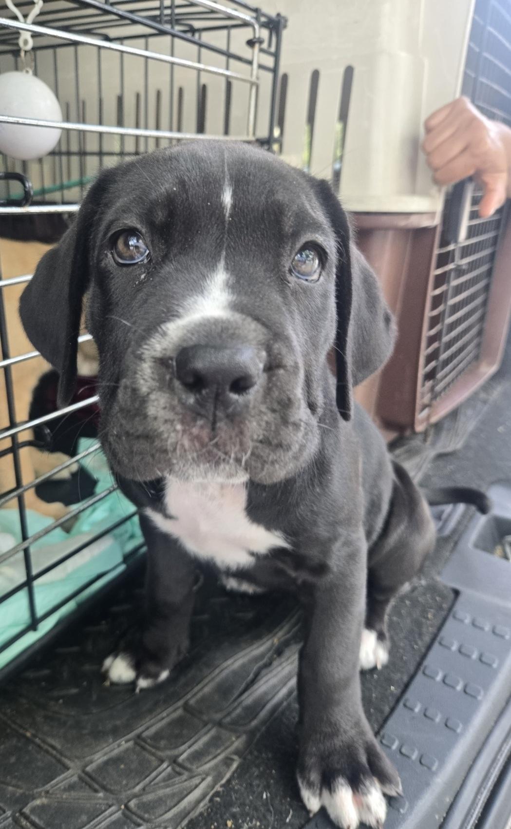 Banter, adoptable, Puppy Female Boxer & American Bulldog.