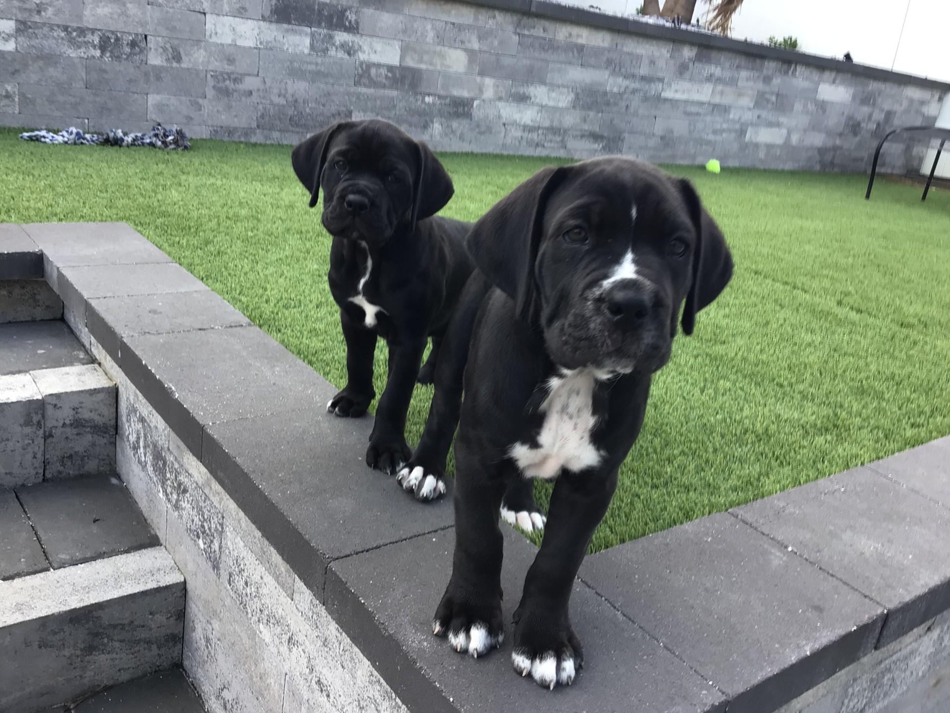 Enlarge Banter, an adoptable mixed breed in Orlando, FL image 6/6