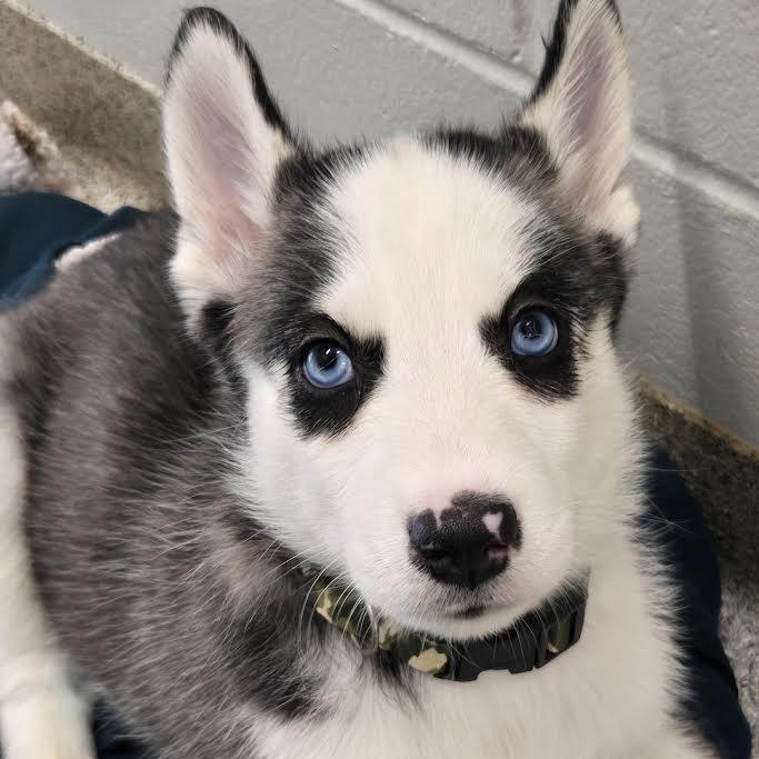 Enlarge Kylo, a Adoptable Siberian Husky in Saint Cloud, MN image 1/4