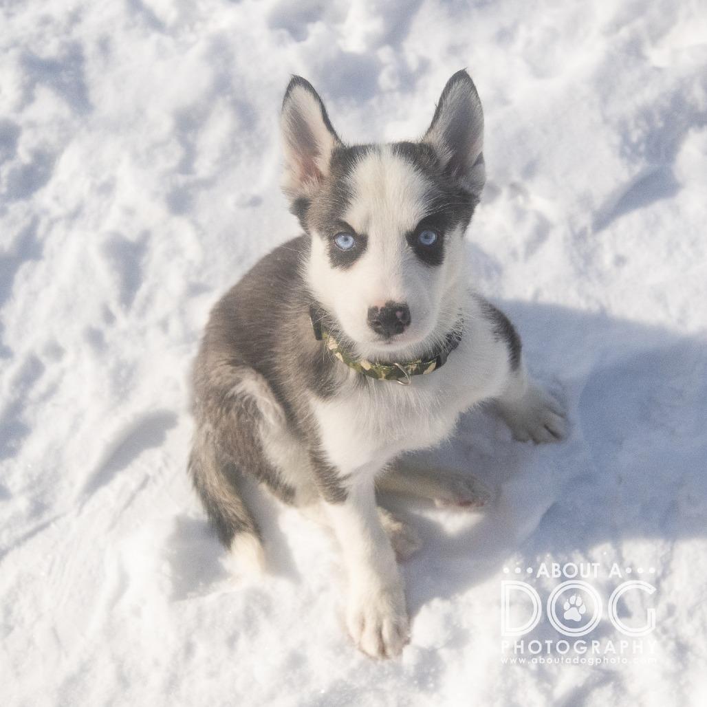 Enlarge Kylo, a Adoptable Siberian Husky in Saint Cloud, MN image 2/4