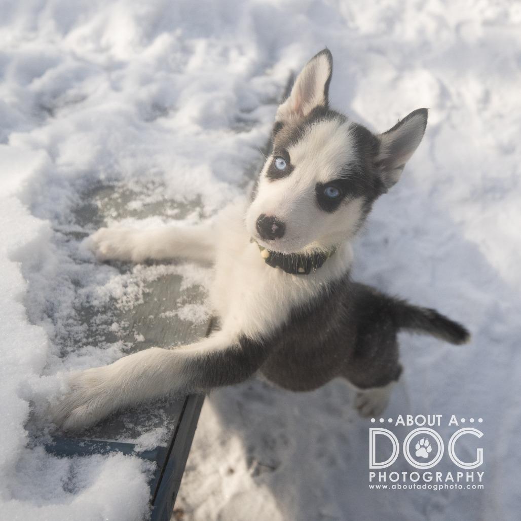 Enlarge Kylo, a Adoptable Siberian Husky in Saint Cloud, MN image 3/4