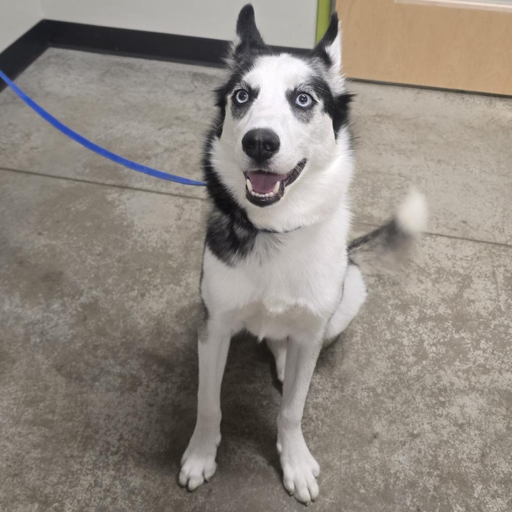 Enlarge Kylo, a Adoptable Siberian Husky in Saint Cloud, MN image 4/4