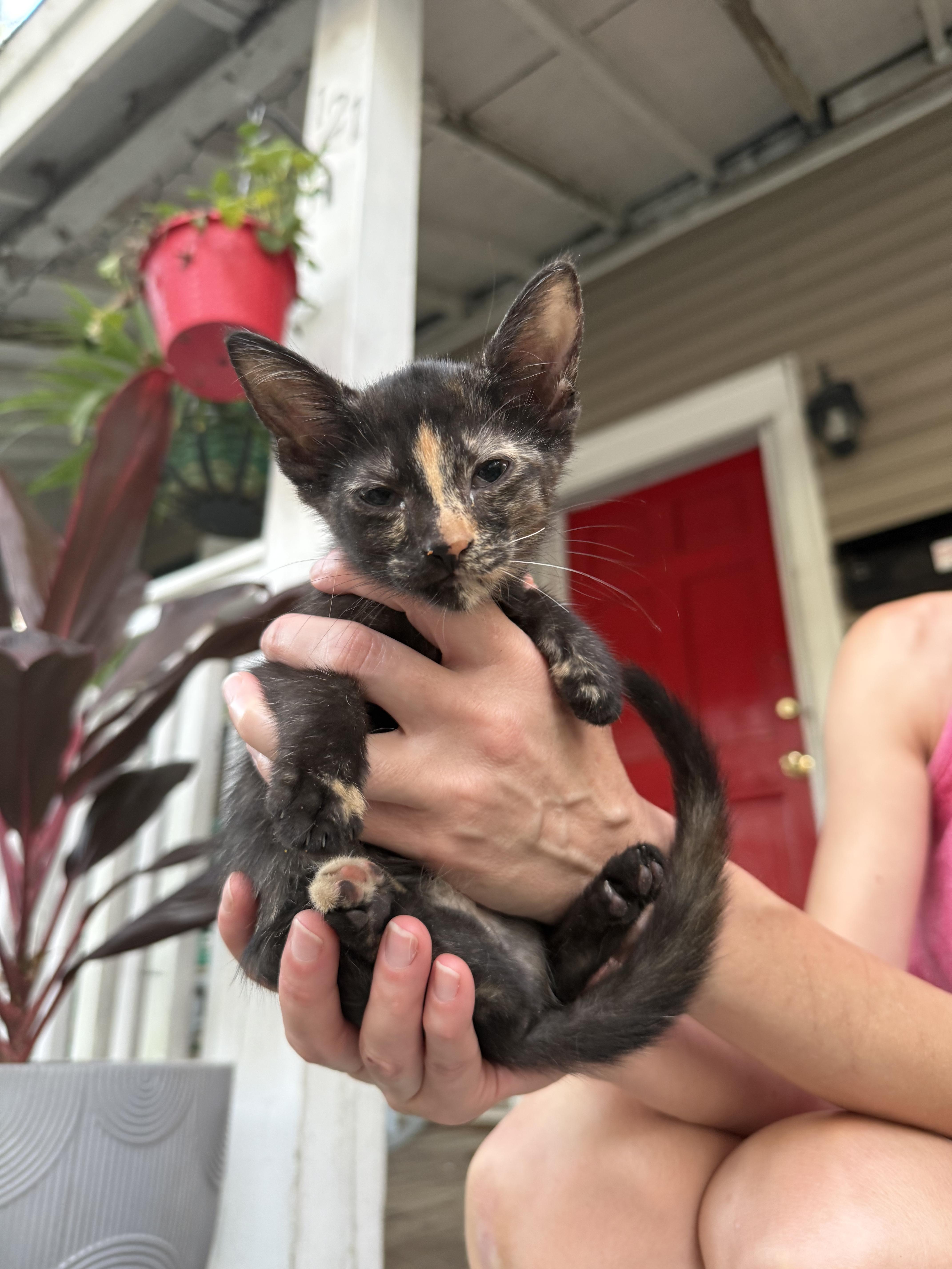 Enlarge Ellie, a Adoptable Tortoiseshell in Stowe, VT image 1/2