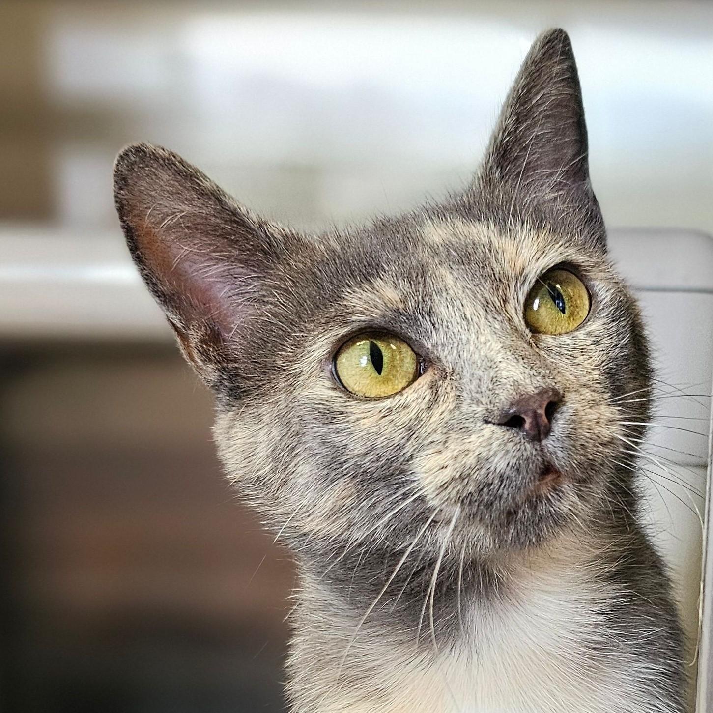 Noodle 5523C, Adoptable, Adult Female Domestic Short Hair.