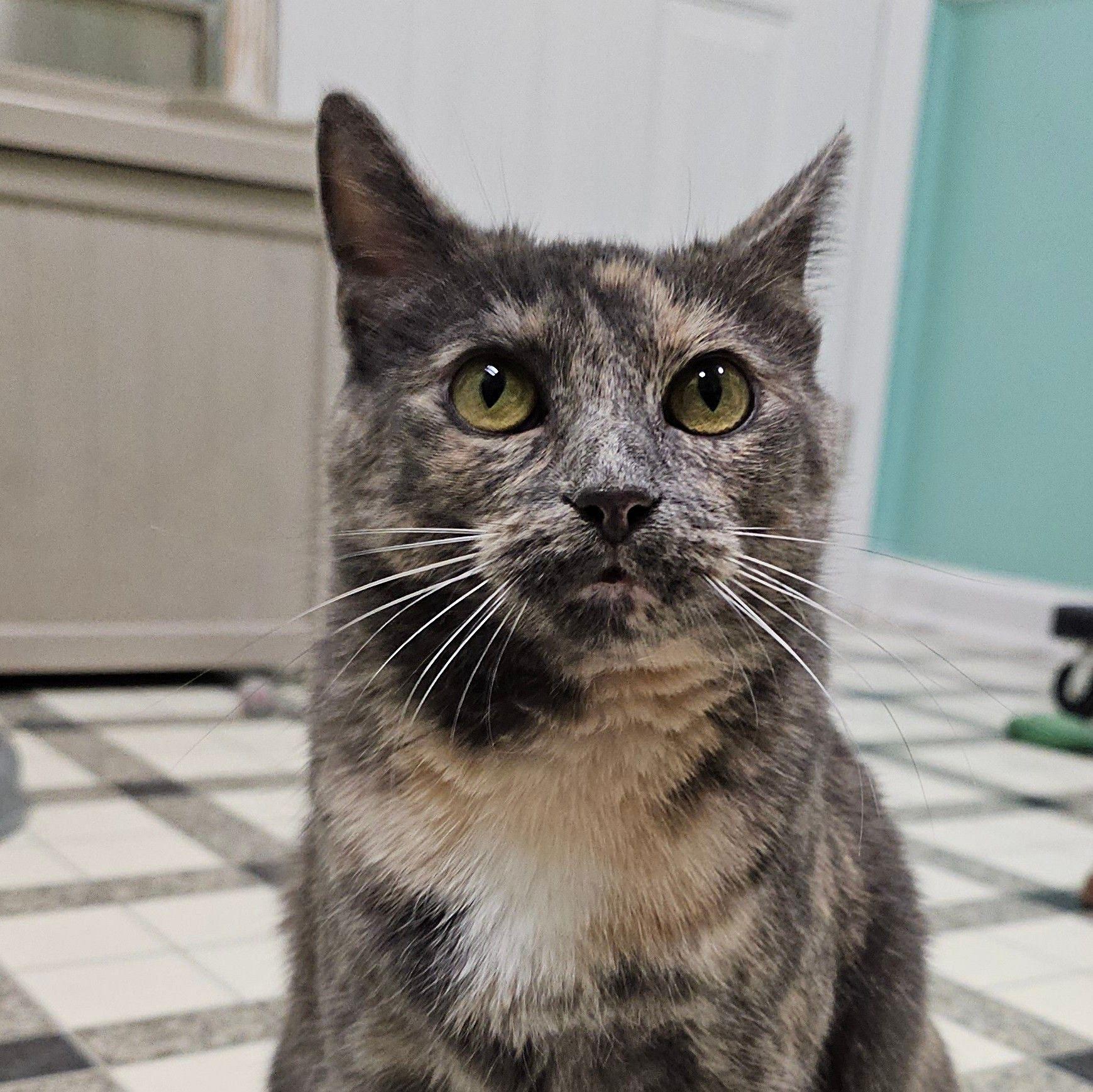 Noodle 5523C, Adoptable, Adult Female Domestic Short Hair.