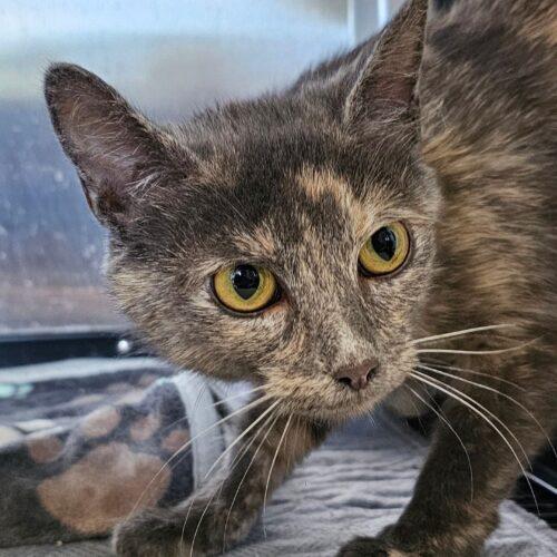 Noodle 5523C, Adoptable, Adult Female Domestic Short Hair.
