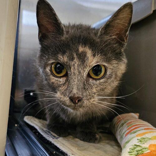 Enlarge Noodle 5523C, a Adoptable Domestic Short Hair in Frankfort, KY image 2/5