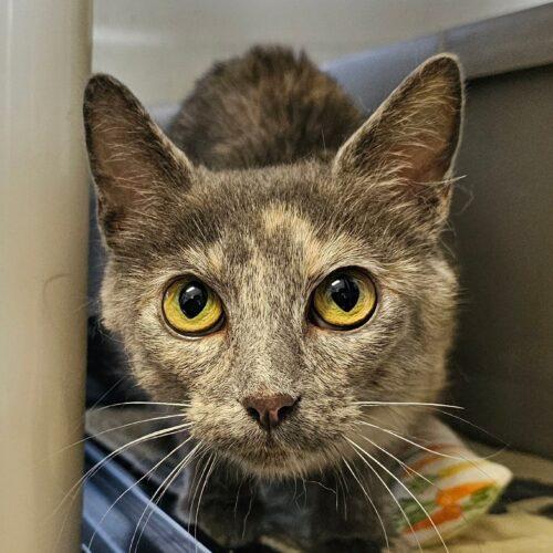 Enlarge Noodle 5523C, a Adoptable Domestic Short Hair in Frankfort, KY image 3/5