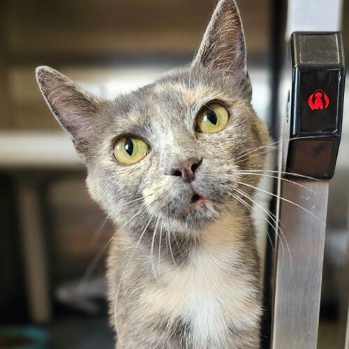 Enlarge Noodle 5523C, a Adoptable Domestic Short Hair in Frankfort, KY image 1/5
