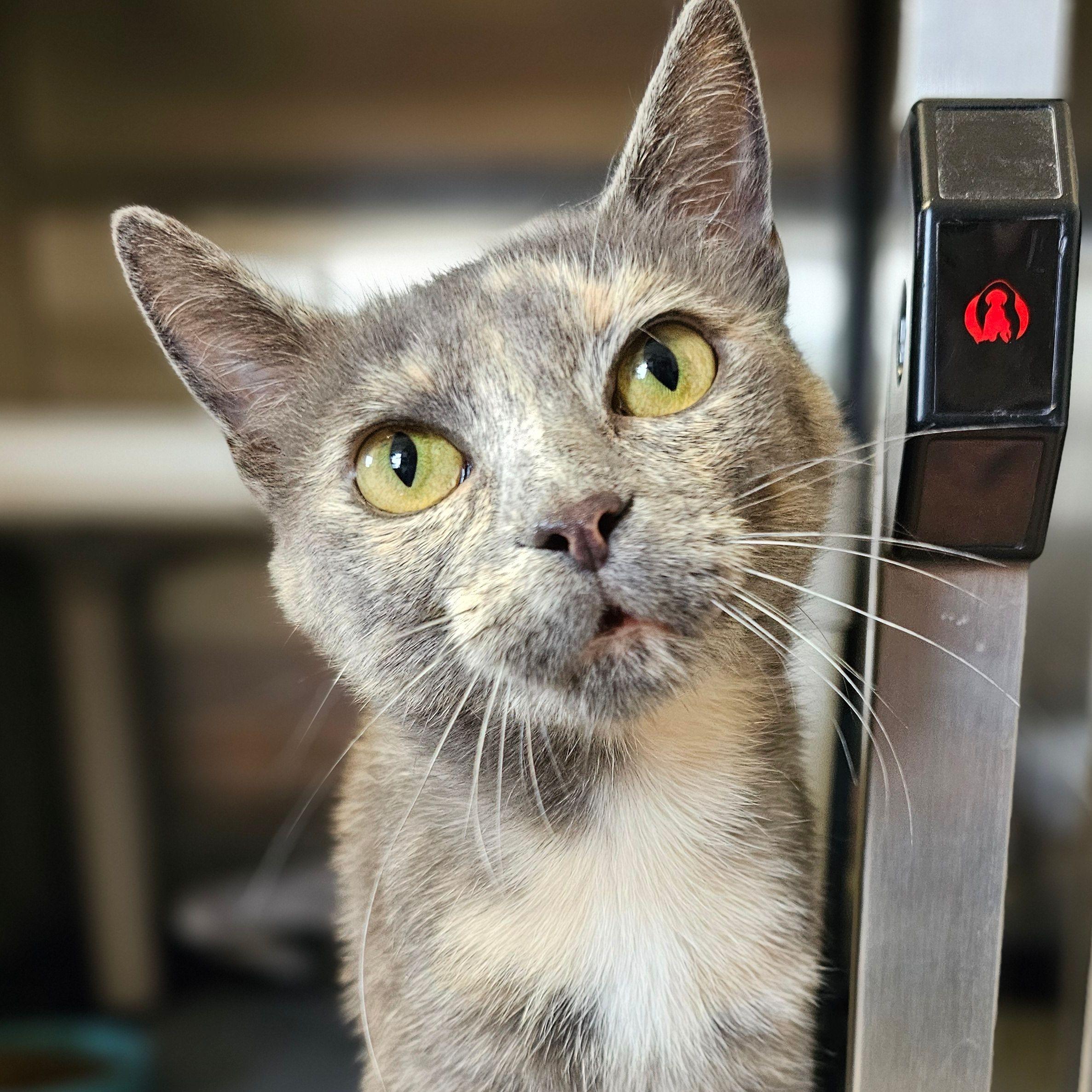 Noodle 5523C, a Adoptable Domestic Short Hair in Frankfort, KY image 4/6