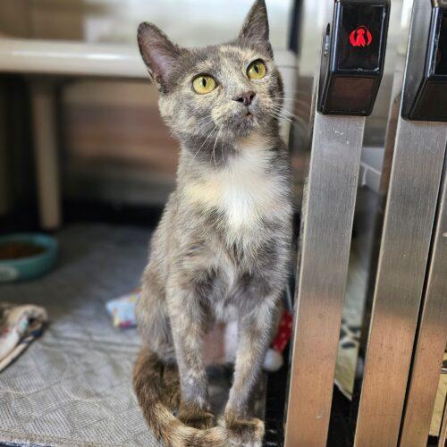 Enlarge Noodle 5523C, a Adoptable Domestic Short Hair in Frankfort, KY image 4/5