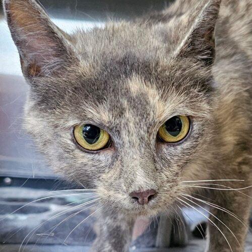 Enlarge Noodle 5523C, a Adoptable Domestic Short Hair in Frankfort, KY image 5/5