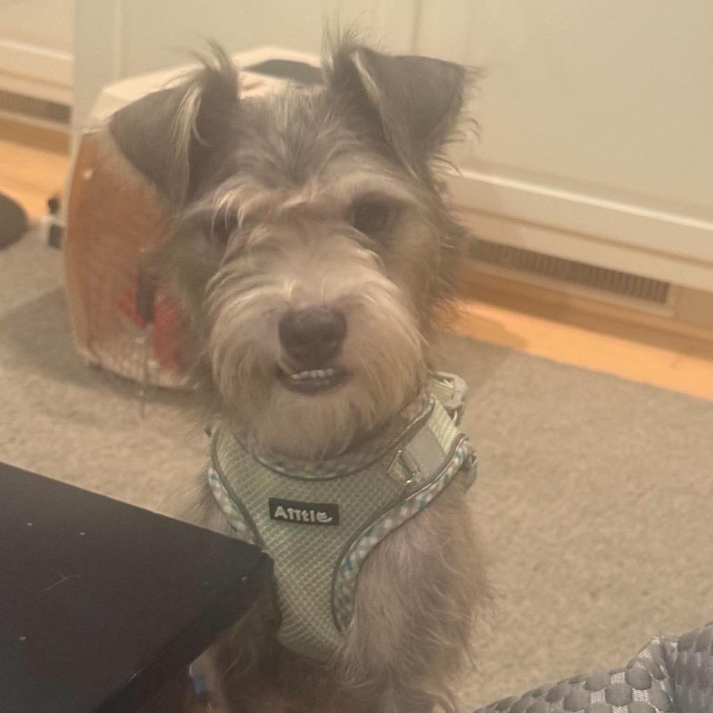 Enlarge Scruffy Duffy (Ralphie), a Adoptable mixed breed in Prospect, KY image 1/1